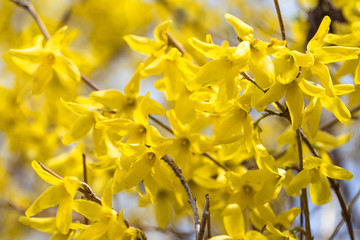 Obraz premium Beautiful Yellow flower forsythia tree in spring