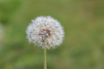 Fototapeta premium Dandelion