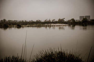 marsh birds on island in the bay