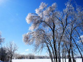 Trees covered of ice shining like diamonds