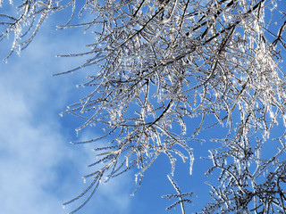 Branches covered of ice after a freezing rain storm with blue sky