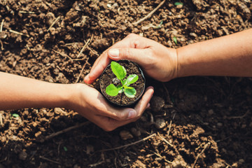 two hand planting tree in garden