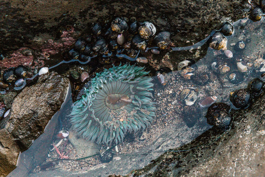 Sea Anemone On Rock In The Sea