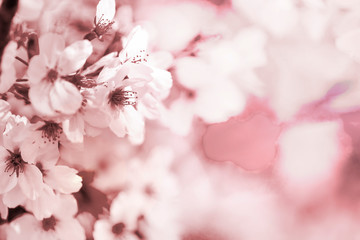 美しく咲き誇る満開の桜を白と茶系で表現