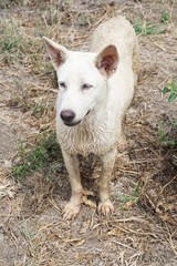 white dog on the ground