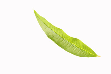 Fototapeta na wymiar fresh lemon verbena leaves - Aloysia citrodora