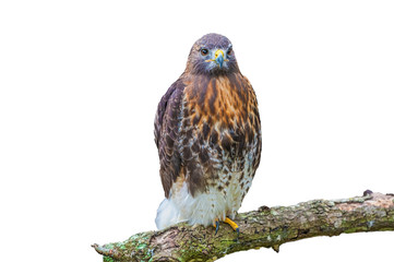 red tailed hawk isolated on white