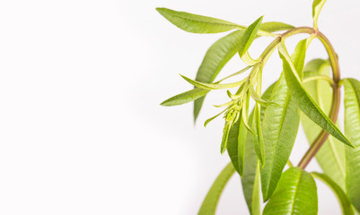 Fresh lemon verbena plant - Aloysia citrodora. White background