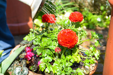 Watering plants and flowers in a sunny garden