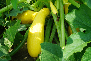 Yellow squash and plant in the farm field