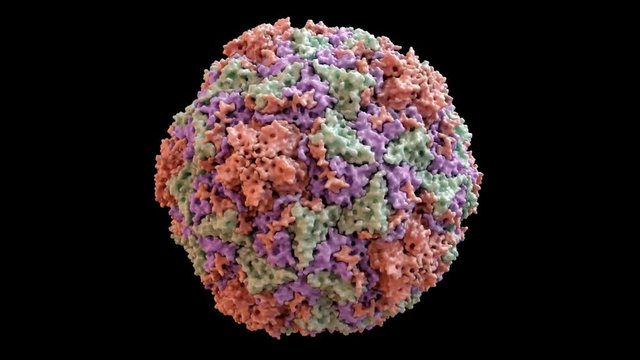 Human Rhino Virus (common cold virus) Capsid Structure based on PDB : 4RHV, 360 degree rotation loop