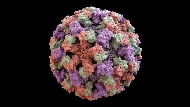 Norwalk Virus (Norovirus) Capsid Structure based on PDB : 1IHM, 360 degree rotation loop