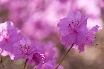 Fototapeta na wymiar Pink azalea bush. Spring flowers background.