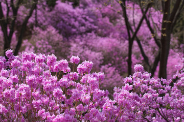 Pink azalea bush. Spring flowers background.