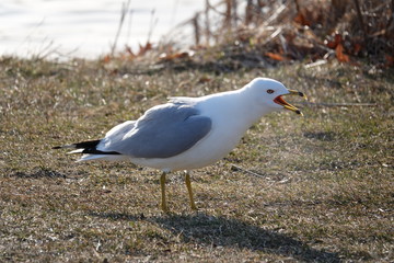 seagull on grass