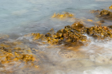 Kelp on the beach 