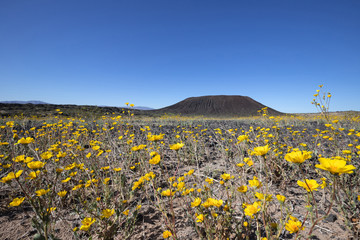 Desert Sunflower blooming in Amboy Crater, Mojave Trails National Monument, CA