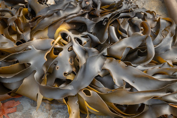Kelp on the beach 