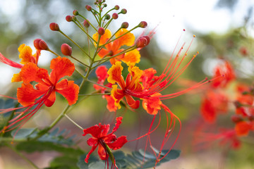 Brilliant red and yellow Mexican Bird of Paradise flower, or Caesalpinia.