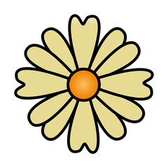 flower nature decoration