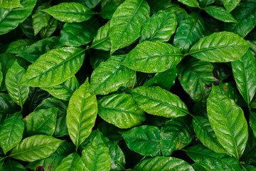 Coffee leaves and drops of water