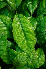 Coffee leaves and drops of water