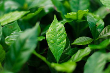 Coffee leaves and drops of water