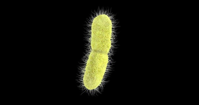 3D animation of a klebsiella pneumoniae bacteria