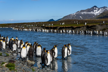 Beautiful sunny landscape with large King Penguin colony, penguins standing in river leading back towards the ocean, St. Andrews Bay, South Georgia © knelson20