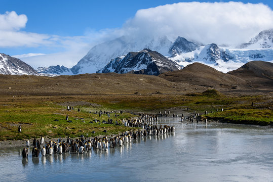 Beautiful sunny landscape with large King Penguin colony, penguins standing in river leading back to snowy mountains, St. Andrews Bay, South Georgia