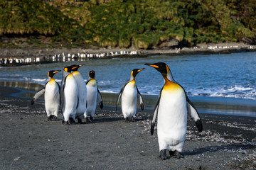 Obraz premium Raft of King Penguins walking on the beach at St. Andrews Bay, South Georgia