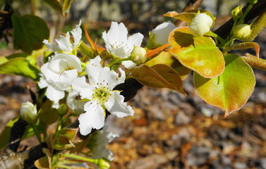 Apple tree in bloom with delicate white five petals flowers and young green leaves close up.