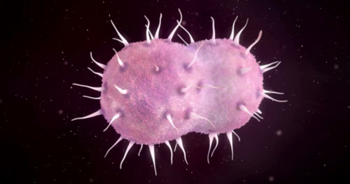 3D animation of a neisseria gonorrhoeae bacteria