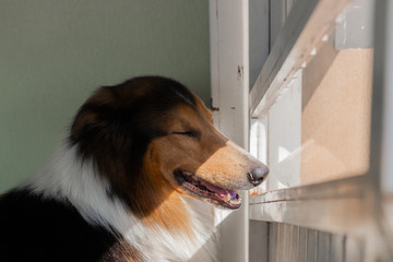 dog in front of the window