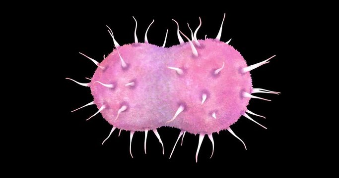 3D animation of a neisseria gonorrhoeae bacteria
