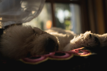 &iquest;Algo mas tierno?