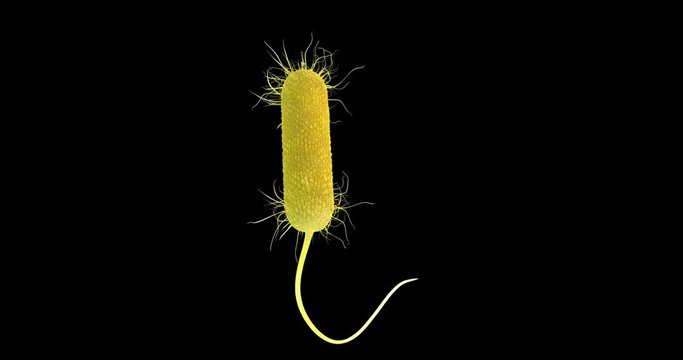 3D animation of a pseudomonas aeruginosa bacteria