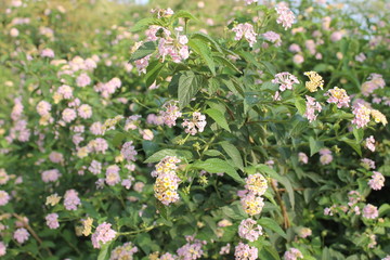 flowers in the garden