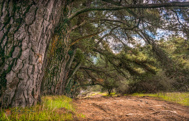 Bosque Cerrro de La Virgen Talca, Chile