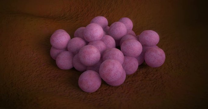 3D animation of a staphylococcus aureus bacteria