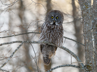Great Grey Owl Perched in Tree at Sunset in Winter