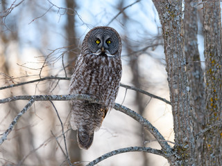 Great Grey Owl Perched in Tree