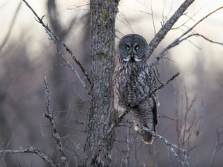 Great Grey Owl Perched in Tree at Sunset in Winter