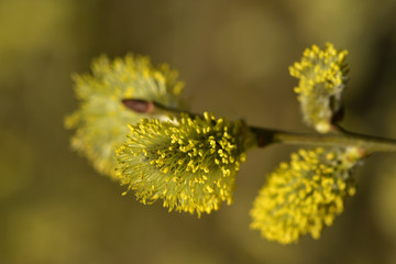 blühende weide vor grünem hintergrund im frühling