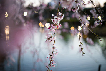 chiba, japan, 04/04/2019 , Chiba park during Hanami festival. Detail of flowers with the lake in background.