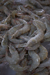 Fresh shrimp on ice, group of shrimp for sell