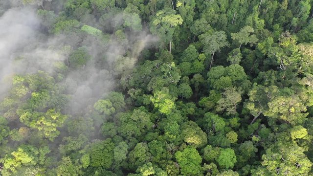 Rainforest (rain forest) jungle and clouds aerial footage 
