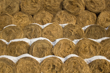 yellow dry round haystacks lie in rows in close-up under white snow. natural surface texture