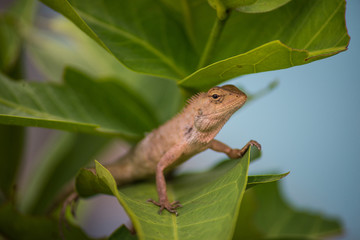 Asian lizard on green leaf