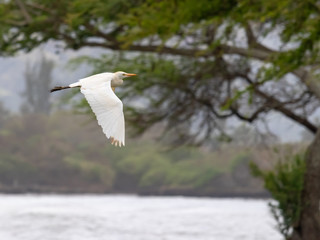 Flying Wild White Egret